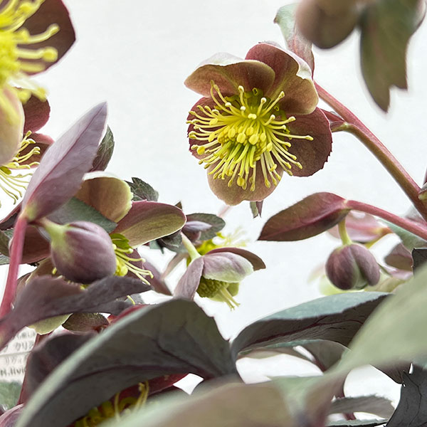 松村ナーセリーさんのクリスマスローズ（原種系）：リビダス　ミッドナイト3.5号ロングポット