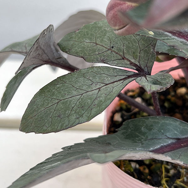 松村ナーセリーさんのクリスマスローズ（原種系）：リビダス　ミッドナイト3.5号ロングポット