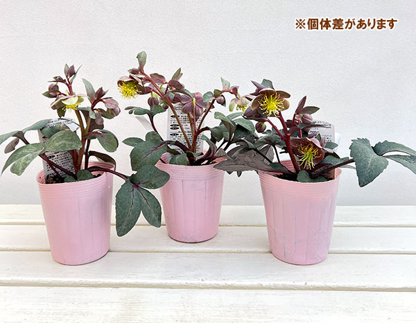 松村ナーセリーさんのクリスマスローズ（原種系）：リビダス　ミッドナイト3.5号ロングポット