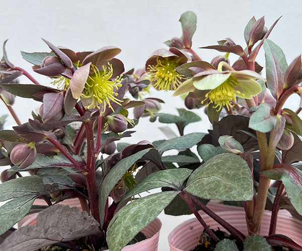 松村ナーセリーさんのクリスマスローズ（原種系）：リビダス　ミッドナイト3.5号ロングポット