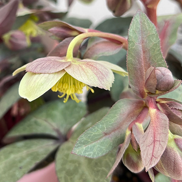 松村ナーセリーさんのクリスマスローズ（原種系）：リビダス　ミッドナイト3.5号ロングポット