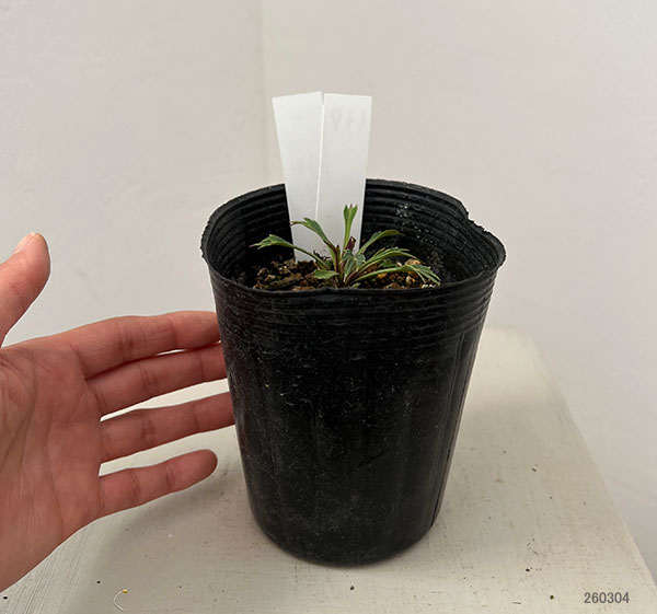 松村ナーセリーさんのクリスマスローズ(種間交雑):26-137フェチダス×アーグチフォリウス3.5号ロングポット【現品販売】