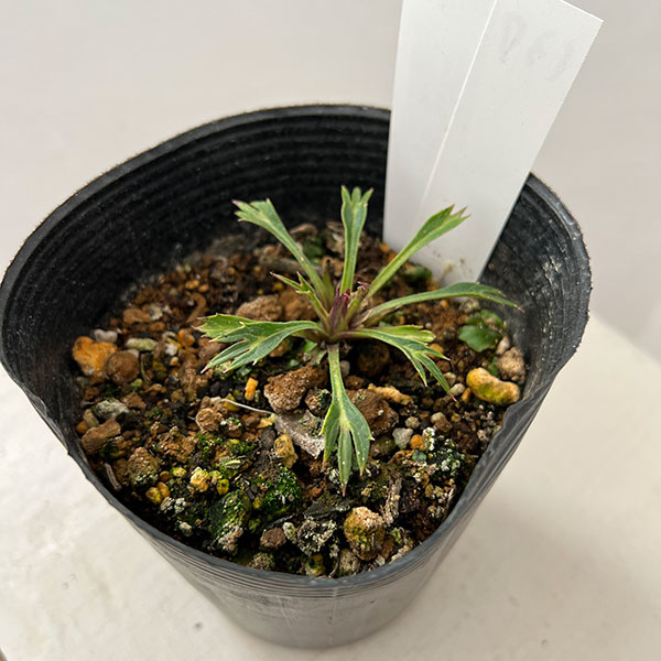 松村ナーセリーさんのクリスマスローズ(種間交雑):26-137フェチダス×アーグチフォリウス3.5号ロングポット【現品販売】