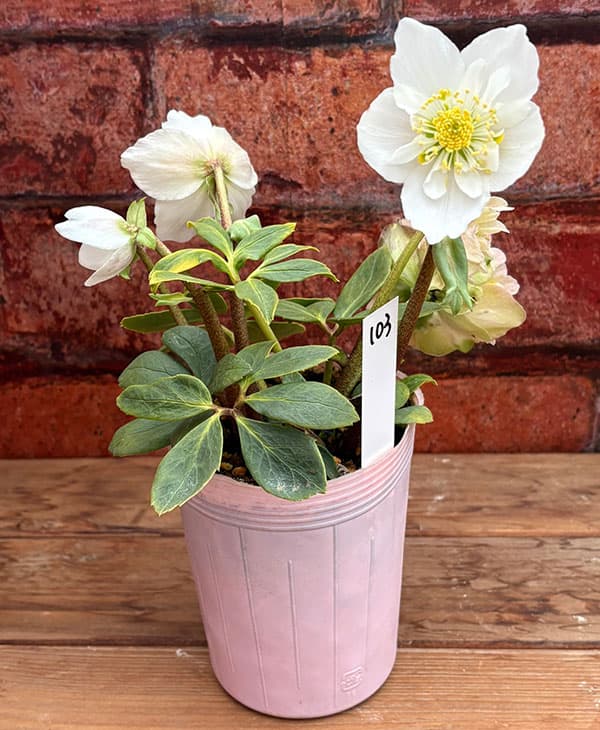 松村ナーセリーさんのクリスマスローズ：26-103ニゲル　セミダブル／3.5号ポット【現品販売】