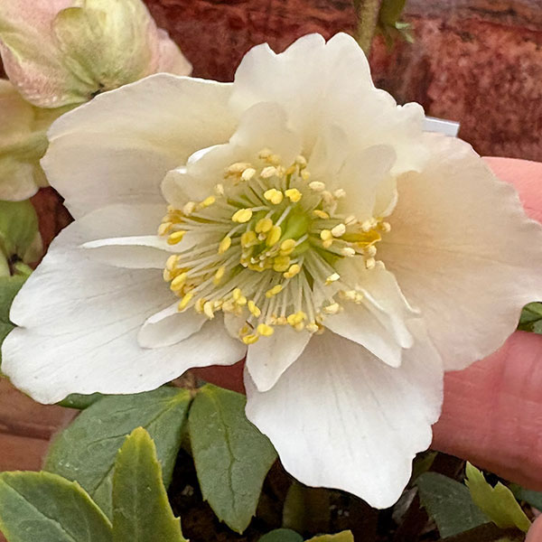 松村ナーセリーさんのクリスマスローズ：26-103ニゲル　セミダブル／3.5号ポット【現品販売】