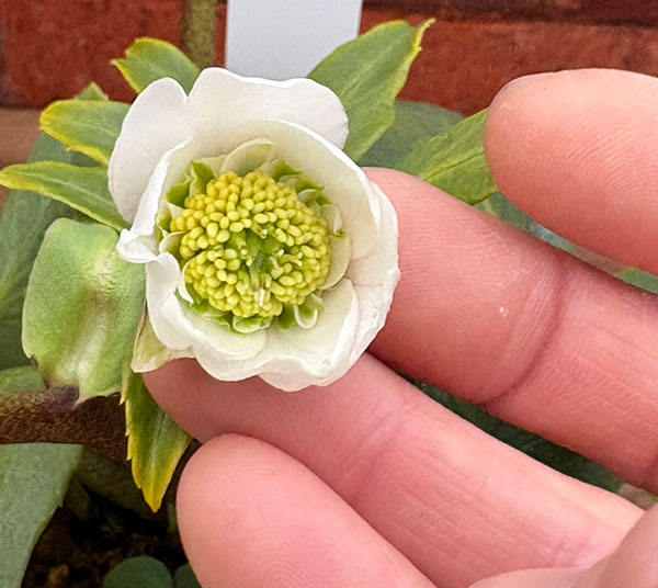 松村ナーセリーさんのクリスマスローズ：26-103ニゲル　セミダブル／3.5号ポット【現品販売】