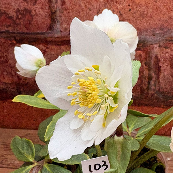 松村ナーセリーさんのクリスマスローズ：26-103ニゲル　セミダブル／3.5号ポット【現品販売】