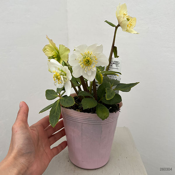 松村ナーセリーさんのクリスマスローズ：26-103ニゲル　セミダブル／3.5号ポット【現品販売】