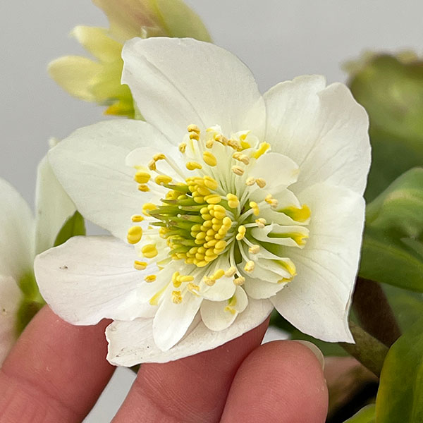 松村ナーセリーさんのクリスマスローズ：26-103ニゲル　セミダブル／3.5号ポット【現品販売】