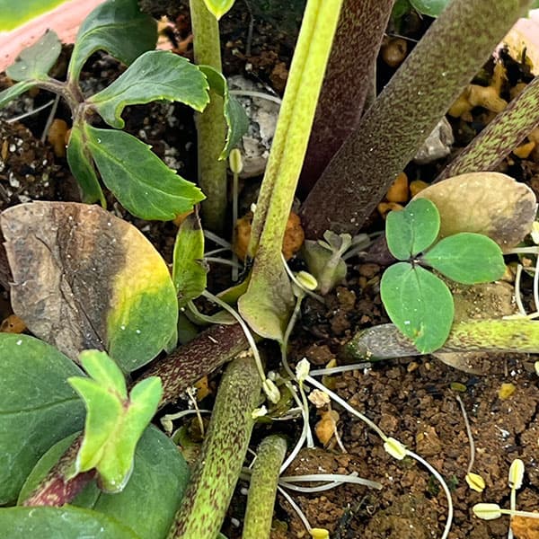 松村ナーセリーさんのクリスマスローズ：26-103ニゲル　セミダブル／3.5号ポット【現品販売】