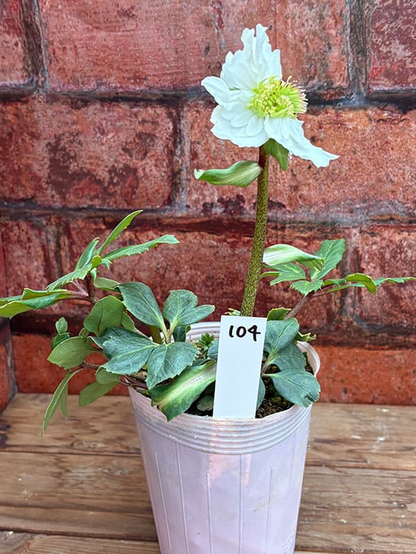 松村ナーセリーさんのクリスマスローズ：26-104ニゲル　ダブル　変り咲き／3.5号ポット【現品販売】