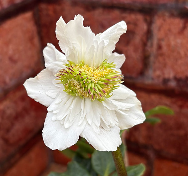 松村ナーセリーさんのクリスマスローズ：26-104ニゲル　ダブル　変り咲き／3.5号ポット【現品販売】