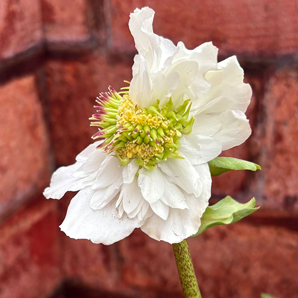 松村ナーセリーさんのクリスマスローズ：26-104ニゲル　ダブル　変り咲き／3.5号ポット【現品販売】