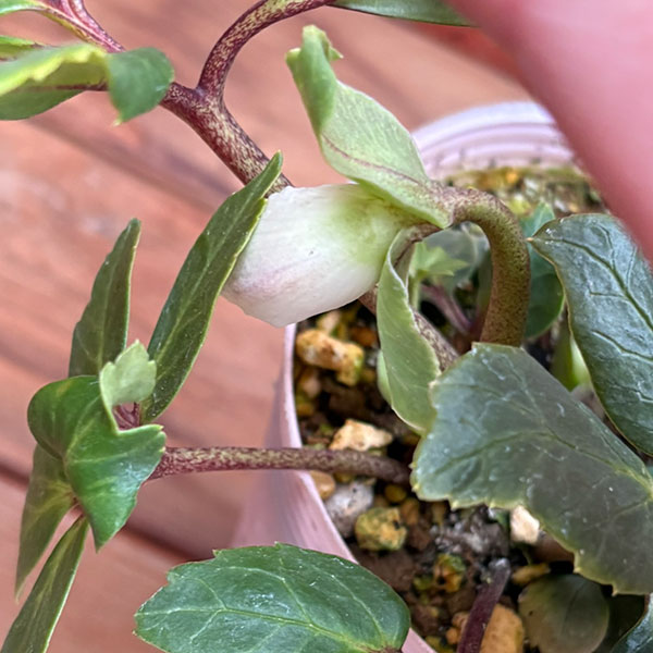 松村ナーセリーさんのクリスマスローズ：26-104ニゲル　ダブル　変り咲き／3.5号ポット【現品販売】