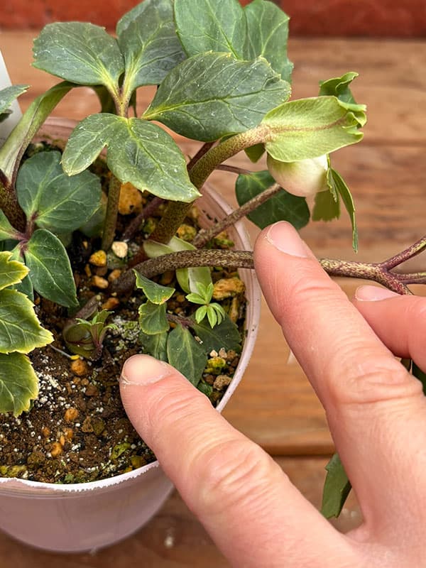 松村ナーセリーさんのクリスマスローズ：26-104ニゲル　ダブル　変り咲き／3.5号ポット【現品販売】