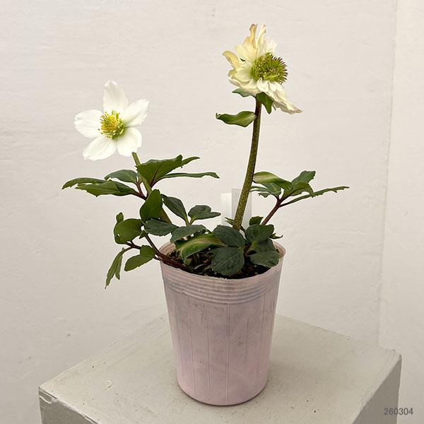 松村ナーセリーさんのクリスマスローズ：26-104ニゲル　ダブル　変り咲き／3.5号ポット【現品販売】