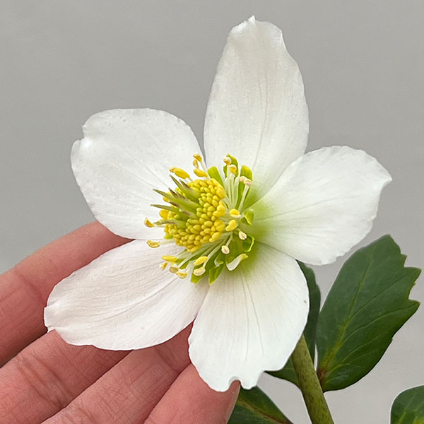 松村ナーセリーさんのクリスマスローズ：26-104ニゲル　ダブル　変り咲き／3.5号ポット【現品販売】