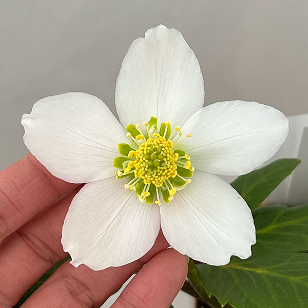 松村ナーセリーさんのクリスマスローズ：26-104ニゲル　ダブル　変り咲き／3.5号ポット【現品販売】