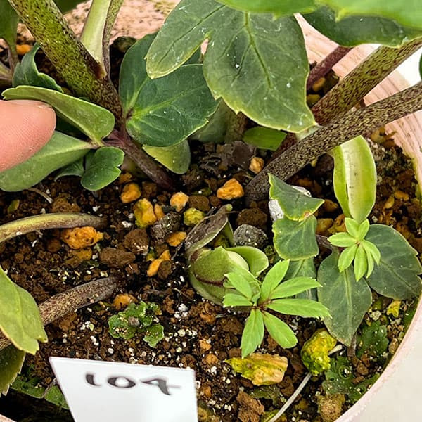 松村ナーセリーさんのクリスマスローズ：26-104ニゲル　ダブル　変り咲き／3.5号ポット【現品販売】