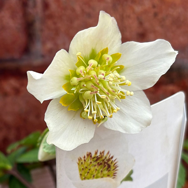 松村ナーセリーさんのクリスマスローズ：26-105ニゲル　乙女／3.5号ポット【現品販売】