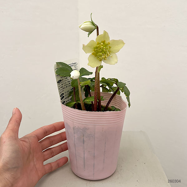 松村ナーセリーさんのクリスマスローズ：26-105ニゲル　乙女／3.5号ポット【現品販売】