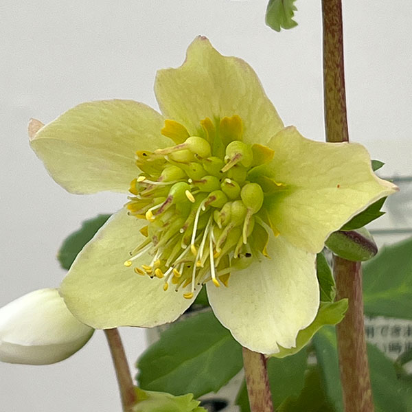 松村ナーセリーさんのクリスマスローズ：26-105ニゲル　乙女／3.5号ポット【現品販売】