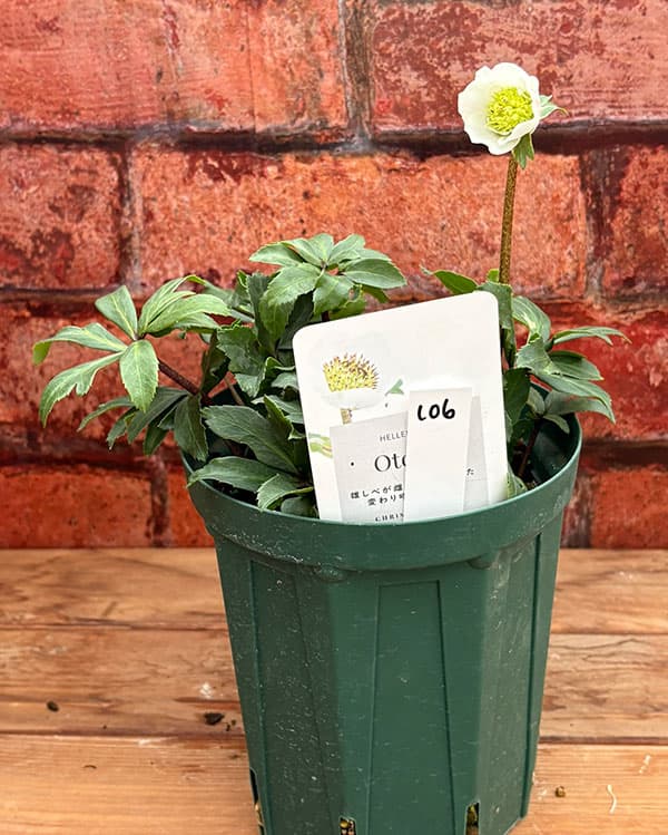 松村ナーセリーさんのクリスマスローズ：26-106ニゲル　乙女／5号ポット【現品販売】