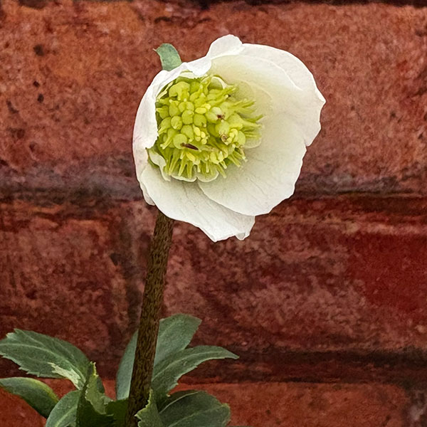 松村ナーセリーさんのクリスマスローズ：26-106ニゲル　乙女／5号ポット【現品販売】