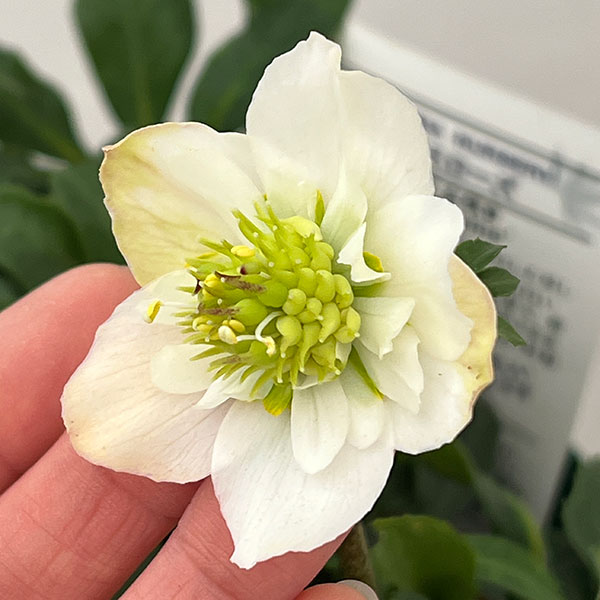 松村ナーセリーさんのクリスマスローズ：26-106ニゲル　乙女／5号ポット【現品販売】