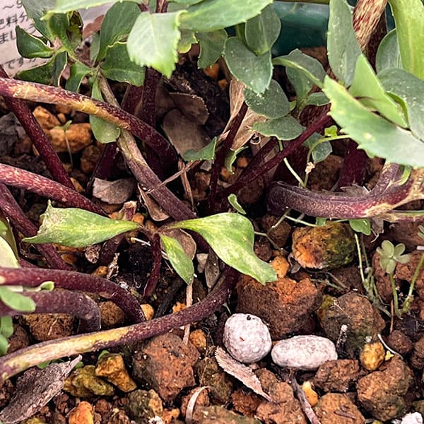 松村ナーセリーさんのクリスマスローズ：26-106ニゲル　乙女／5号ポット【現品販売】