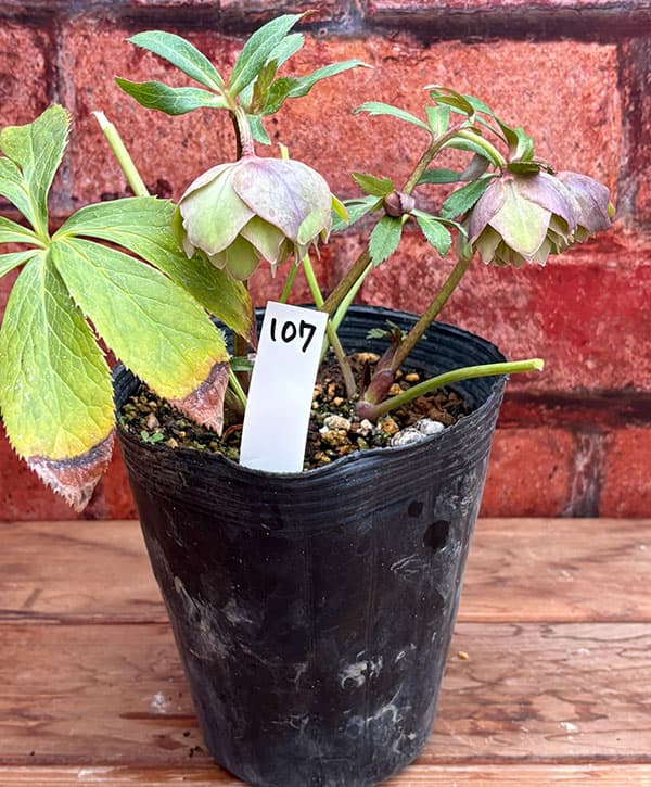 松村ナーセリーさんのクリスマスローズ：26-107オドルスダブル（原種交配）／4.5号ポット【現品販売】