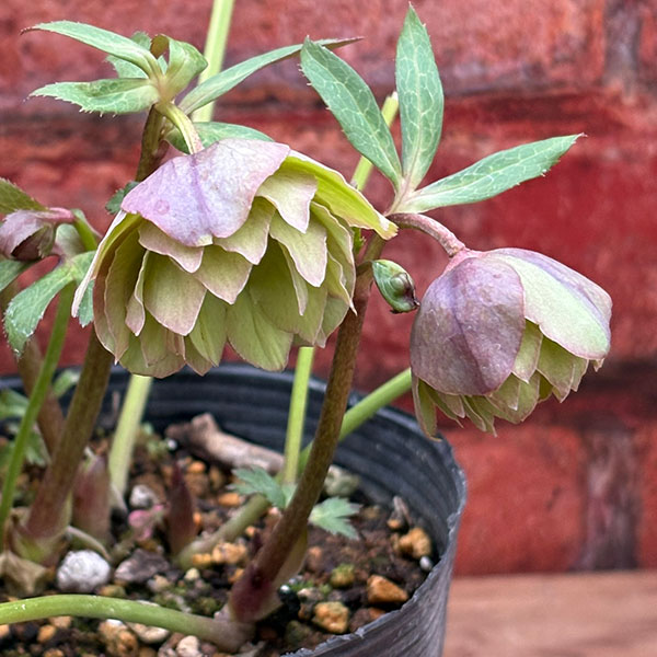 松村ナーセリーさんのクリスマスローズ：26-107オドルスダブル（原種交配）／4.5号ポット【現品販売】