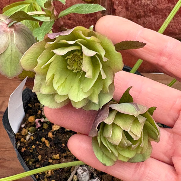 松村ナーセリーさんのクリスマスローズ：26-107オドルスダブル（原種交配）／4.5号ポット【現品販売】