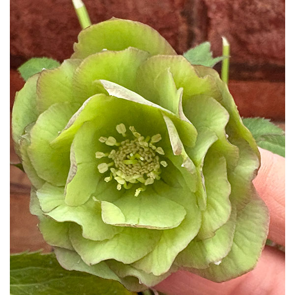 松村ナーセリーさんのクリスマスローズ：26-107オドルスダブル（原種交配）／4.5号ポット【現品販売】