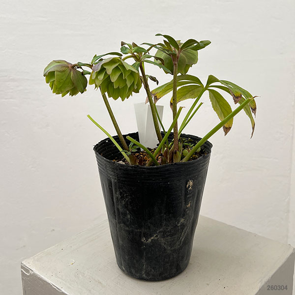 松村ナーセリーさんのクリスマスローズ：26-107オドルスダブル（原種交配）／4.5号ポット【現品販売】