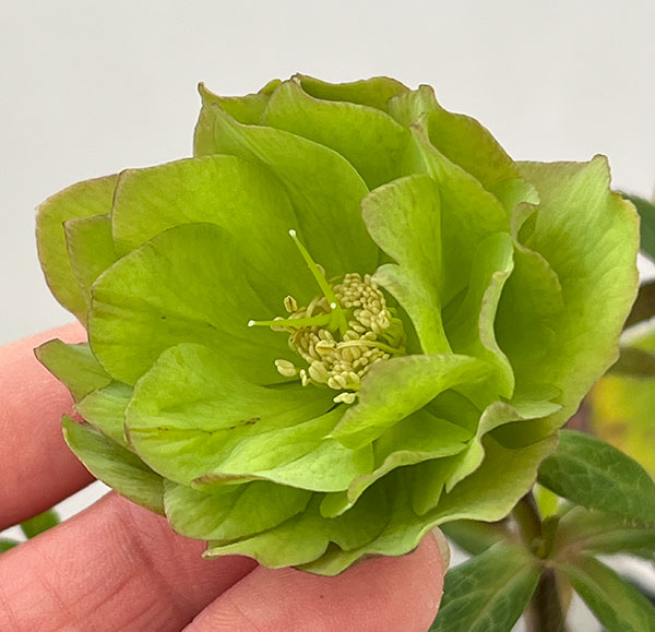 松村ナーセリーさんのクリスマスローズ：26-107オドルスダブル（原種交配）／4.5号ポット【現品販売】