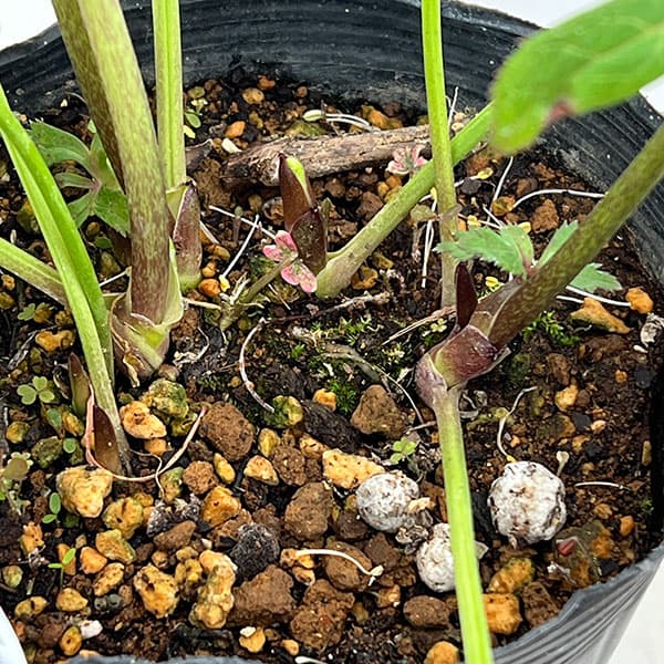 松村ナーセリーさんのクリスマスローズ：26-107オドルスダブル（原種交配）／4.5号ポット【現品販売】