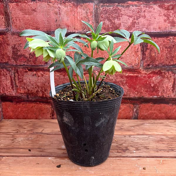 松村ナーセリーさんのクリスマスローズ：26-108デュメトラム（原種交配）／4.5号ポット【現品販売】