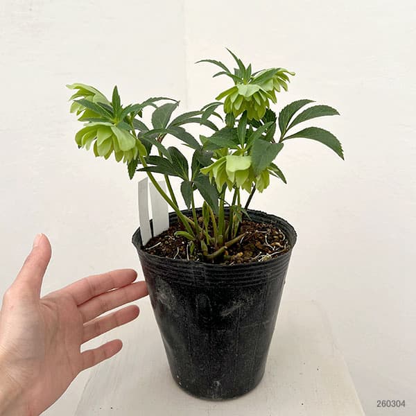 松村ナーセリーさんのクリスマスローズ：26-108デュメトラム（原種交配）／4.5号ポット【現品販売】