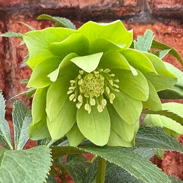 松村ナーセリーさんのクリスマスローズ：26-108デュメトラム（原種交配）／4.5号ポット【現品販売】