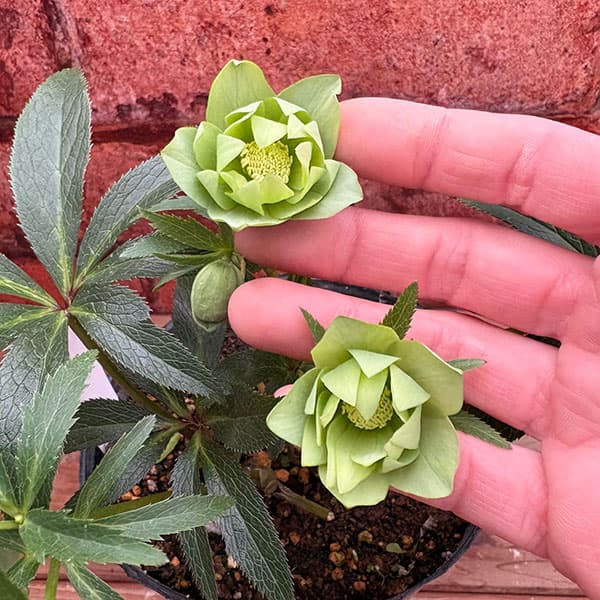 松村ナーセリーさんのクリスマスローズ：26-108デュメトラム（原種交配）／4.5号ポット【現品販売】