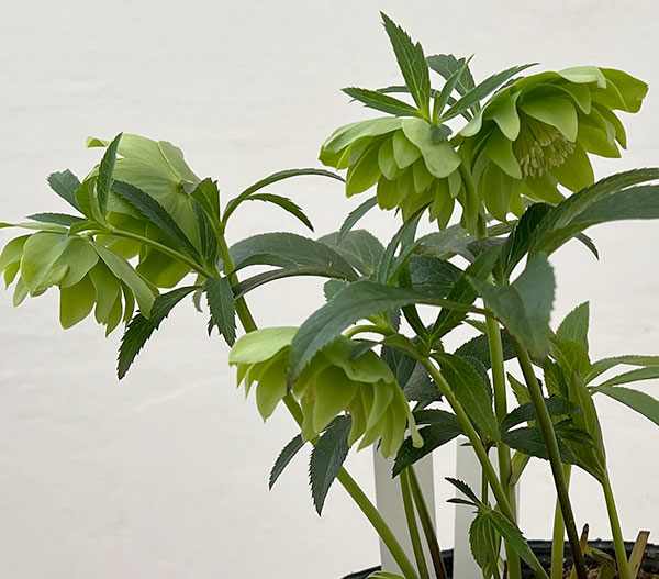 松村ナーセリーさんのクリスマスローズ：26-108デュメトラム（原種交配）／4.5号ポット【現品販売】