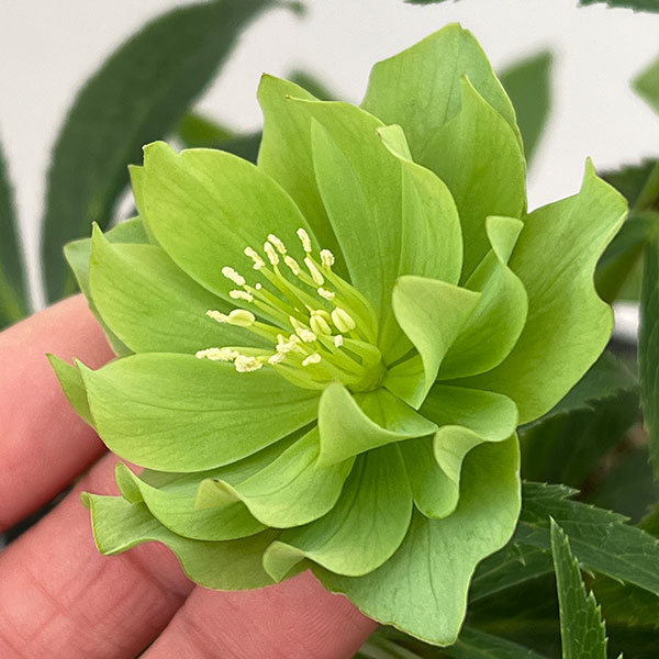 松村ナーセリーさんのクリスマスローズ：26-108デュメトラム（原種交配）／4.5号ポット【現品販売】