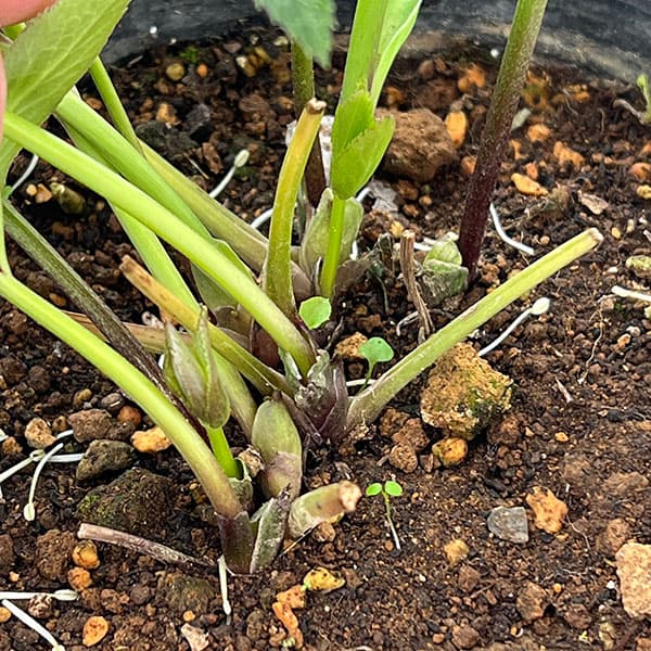 松村ナーセリーさんのクリスマスローズ：26-108デュメトラム（原種交配）／4.5号ポット【現品販売】