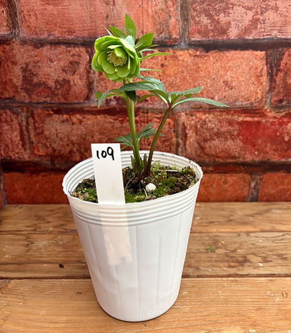 松村ナーセリーさんのクリスマスローズ：26-109デュメトラム（原種交配）／4号ポット【現品販売】