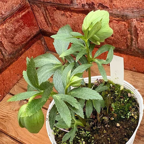 松村ナーセリーさんのクリスマスローズ：26-109デュメトラム（原種交配）／4号ポット【現品販売】