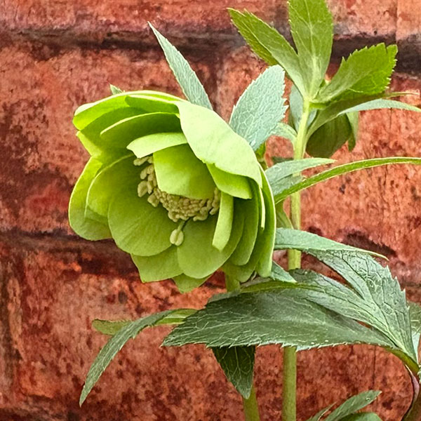 松村ナーセリーさんのクリスマスローズ：26-109デュメトラム（原種交配）／4号ポット【現品販売】