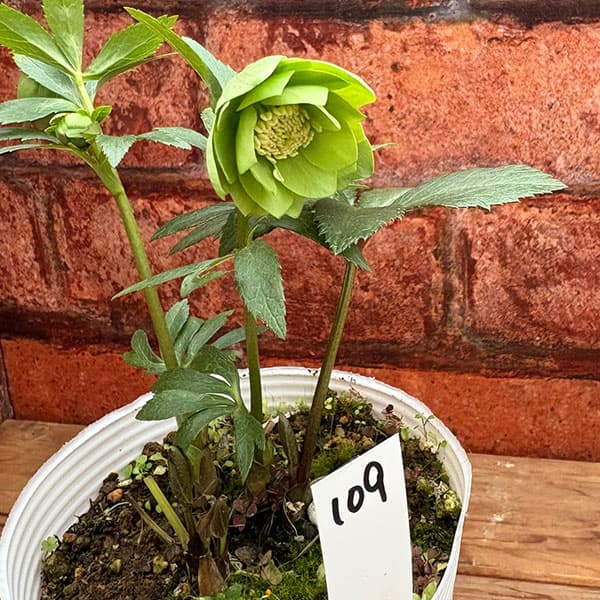 松村ナーセリーさんのクリスマスローズ：26-109デュメトラム（原種交配）／4号ポット【現品販売】