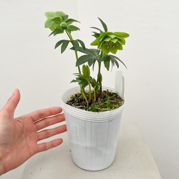 松村ナーセリーさんのクリスマスローズ：26-109デュメトラム（原種交配）／4号ポット【現品販売】