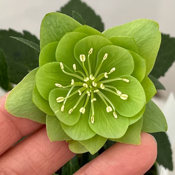 松村ナーセリーさんのクリスマスローズ：26-109デュメトラム（原種交配）／4号ポット【現品販売】